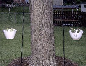 hanging pots by backyard oak tree