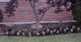 flowers around elm tree