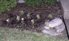 flowers by front porch