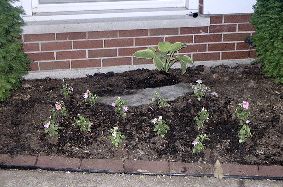 flowers under the main window